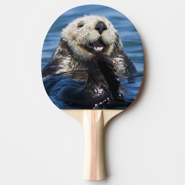 California Sea Otter Enhydra lutris) grooms Ping Pong Paddle (Front)