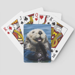 California Sea Otter Enhydra lutris) grooms Playing Cards