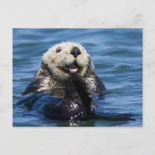 California Sea Otter Enhydra lutris) grooms Postcard