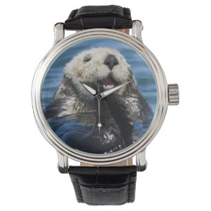 California Sea Otter Enhydra lutris) grooms Watch