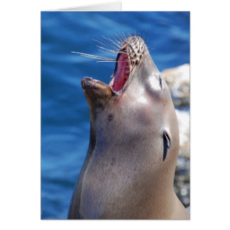 California Singing Seal