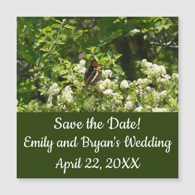 California Sister Butterfly in Yosemite (Front)