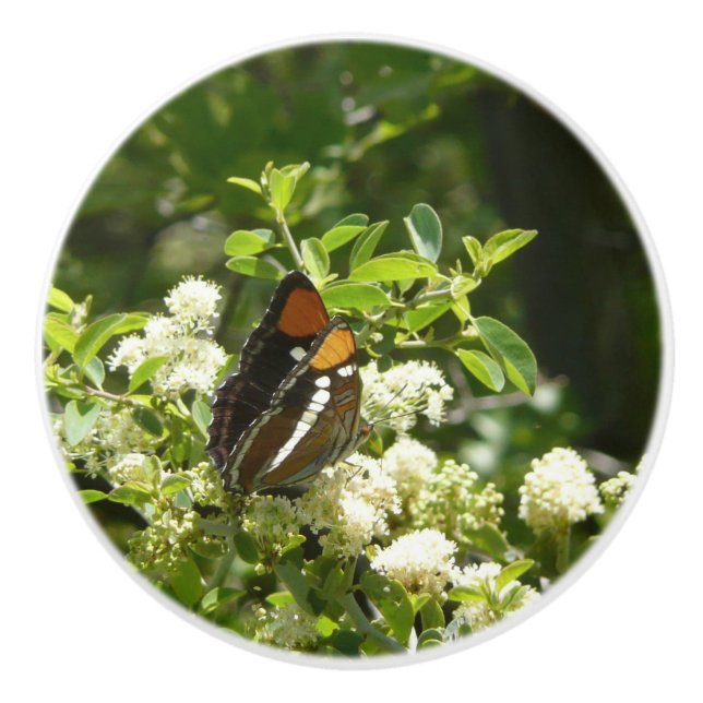 California Sister Butterfly in Yosemite Ceramic Knob (Front)
