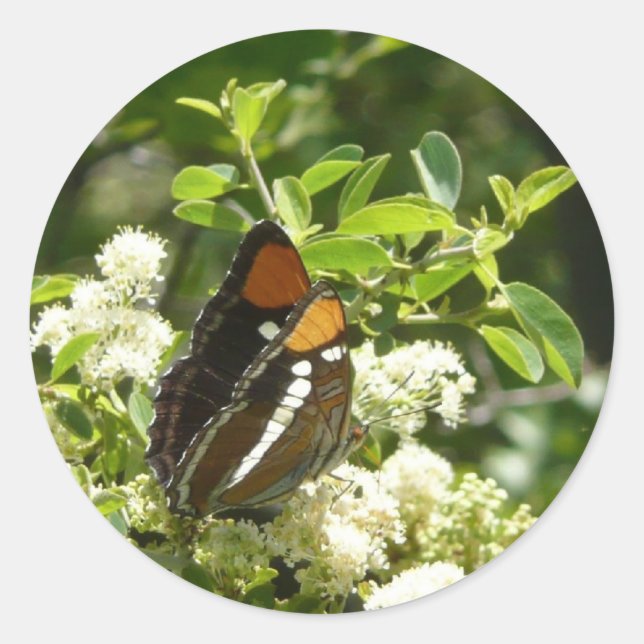 California Sister Butterfly in Yosemite Classic Round Sticker (Front)