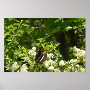 California Sister Butterfly in Yosemite Poster