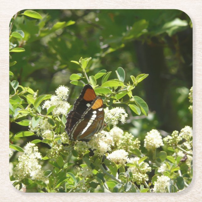 California Sister Butterfly in Yosemite Square Paper Coaster (Front)