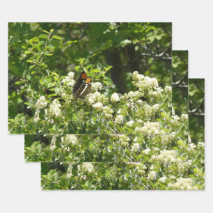 California Sister Butterfly in Yosemite Wrapping Paper Sheet