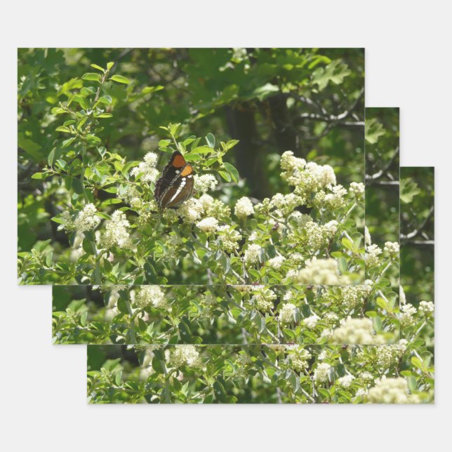 California Sister Butterfly in Yosemite Wrapping Paper Sheet (Set)