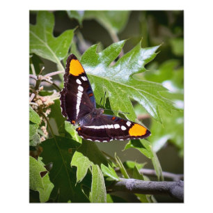 California Sister Butterfly on Tree Leaves Photo Print