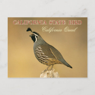 California State Bird - California Quail Postcard