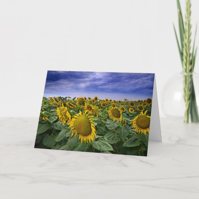California Sunflower Fields Card (Front)