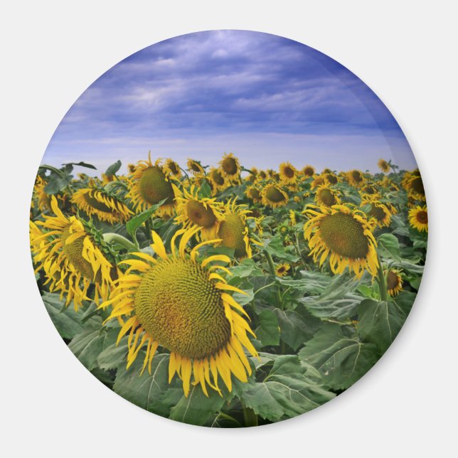 California Sunflower Fields Magnet (Front)