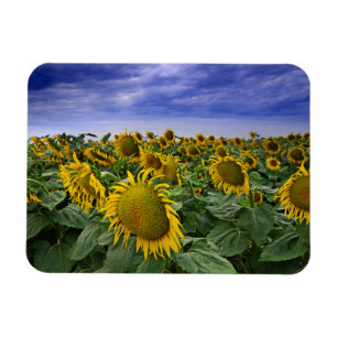 California Sunflower Fields Magnet