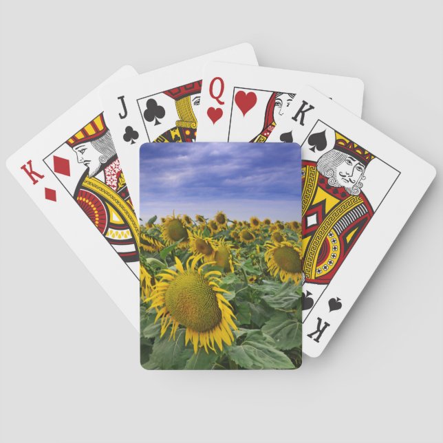 California Sunflower Fields Playing Cards (Back)