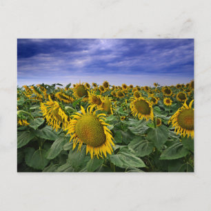 California Sunflower Fields Postcard