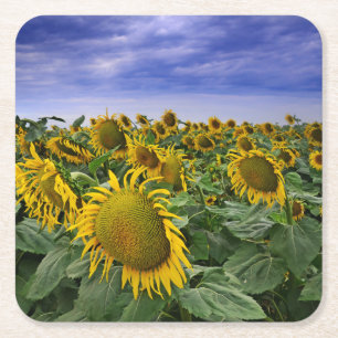California Sunflower Fields Square Paper Coaster
