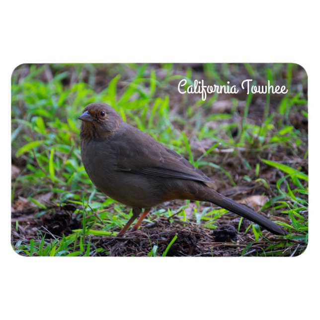 California Towhee Magnet (Horizontal)