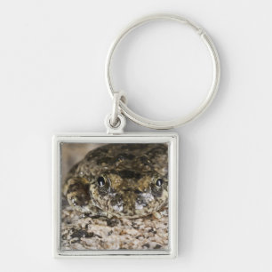 California tree frog,(Pseudacris cadaverina), Key Ring