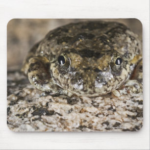 California tree frog,(Pseudacris cadaverina), Mouse Pad