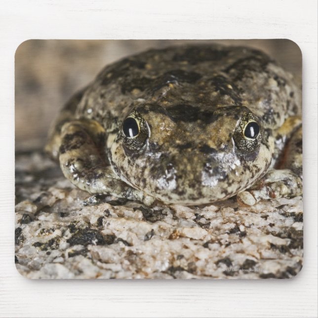 California tree frog,(Pseudacris cadaverina), Mouse Pad (Front)