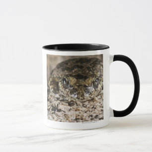 California tree frog,(Pseudacris cadaverina), Mug