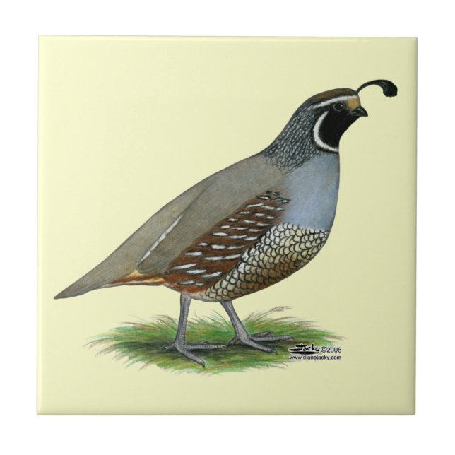 California Valley Quail Ceramic Tile (Front)