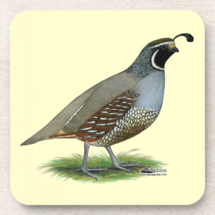 California Valley Quail Coaster