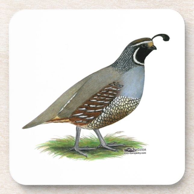 California Valley Quail Coaster (Front)
