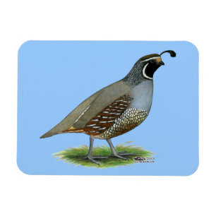 California Valley Quail Magnet