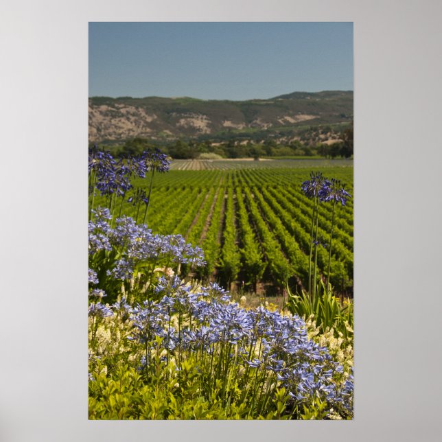 California Vineyard and Purple Flowers Poster (Front)