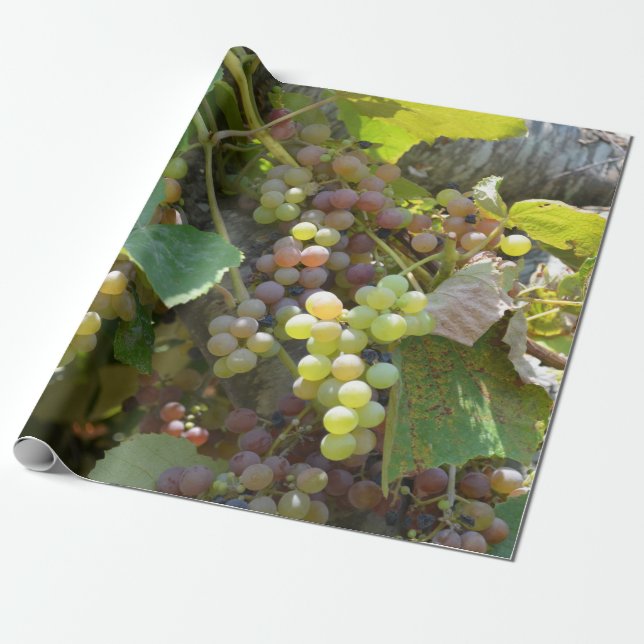 California Vineyards Wrapping Paper (Unrolled)