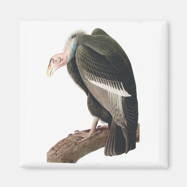 California Vulture (Condor), Audubon Fine Art Magnet (Front)