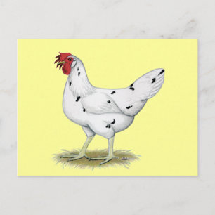 California White Hen Postcard