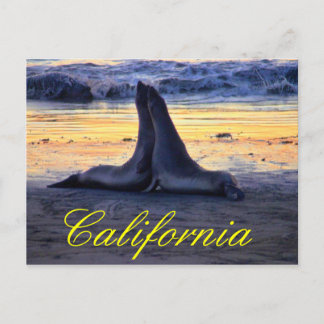 California wildlife postcard