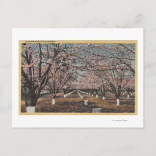 CaliforniaBlossom Blooming on Trees Postcard