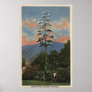CaliforniaCentury Plant in Bloom Poster