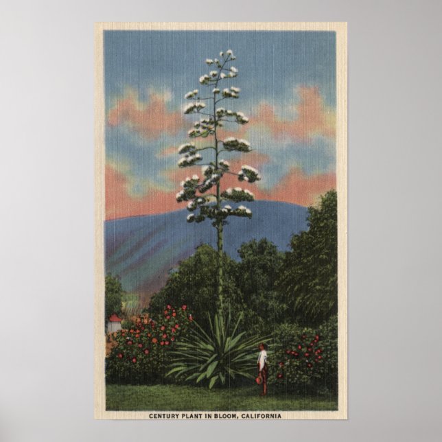 CaliforniaCentury Plant in Bloom Poster (Front)