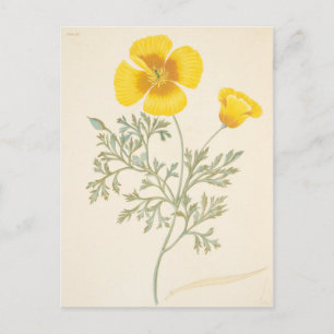 Californian Eschscholtzia Postcard