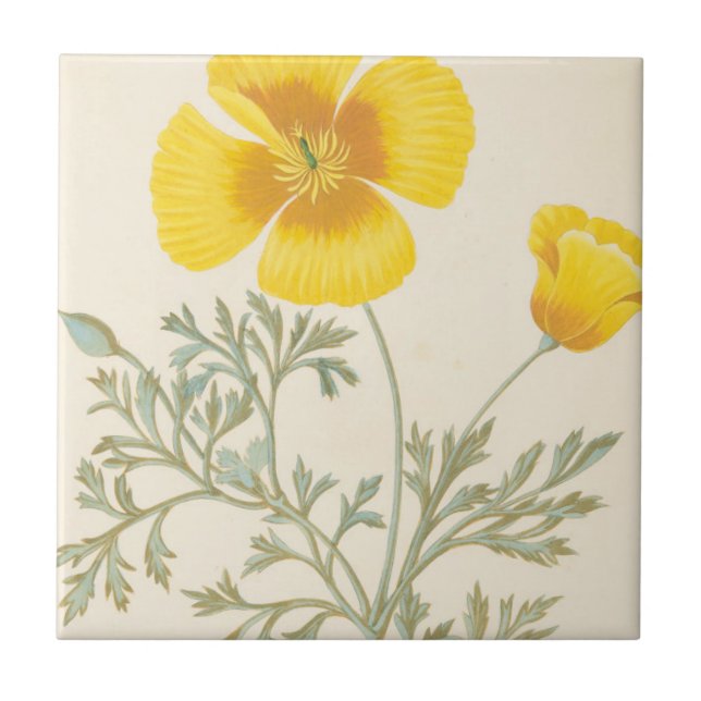 Californian Eschscholtzia Tile (Front)