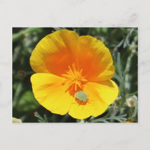 Californian Poppy With Bug Postcard