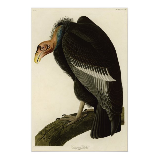 Californian Vulture from Audubon Birds of America Photo Print (Front)