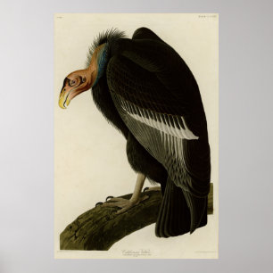 Californian Vulture from Audubon Birds of America Poster