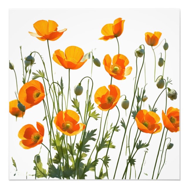 Californian/Welsh Poppies. High resolution print (Front)