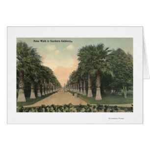 CaliforniaPalms Alongside Road