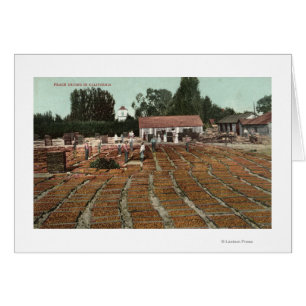CaliforniaView of Peaches Drying in the Sun