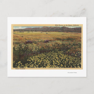 CaliforniaWild Flowers in the Desert Postcard