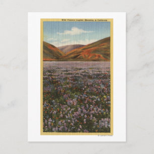CaliforniaWild Lupine Flowers in Bloom Postcard