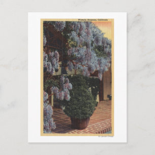 CaliforniaWisteria Plant in Bloom Postcard