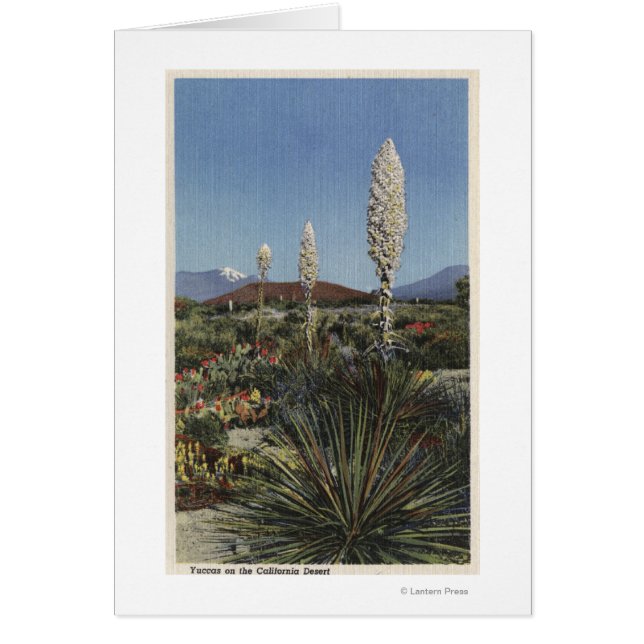 CaliforniaYucca Cacti in Bloom in Desert (Front)