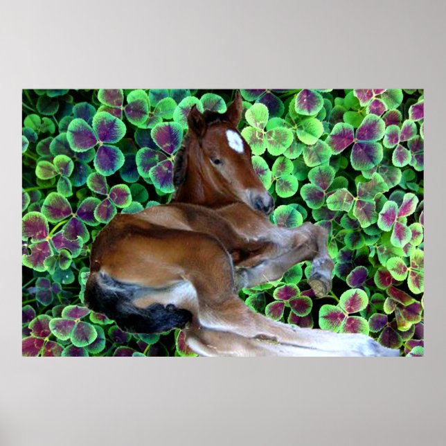 CALISTA IN CLOVER Poster (Front)